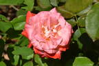 Brigadoon ™ rose photo