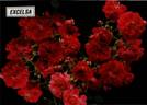 Excelsa rose photo