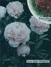 Sarah Bernhardt peony photo