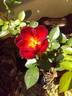 Coffee Bean ™ rose photo