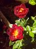 Coffee Bean ™ rose photo