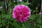 Désirée Parmentier rose photo