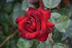 Black Madonna rose photo