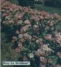 Rosy La Sevillana rose photo