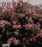 Mozart rose photo