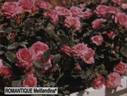 Candy Sunblaze ™ rose photo