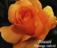 Beauté rose photo