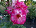 Nicole ® rose photo