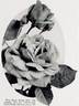 Hugh Dickson rose photo