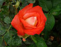 Octoberfest ™ rose photo