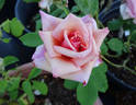 Oksana rose photo