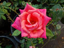 O'Rilla rose photo