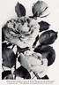 Jules Margottin rose photo