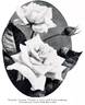 Kaiserin Augusta Victoria rose photo