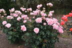 Flamingo ® rose photo
