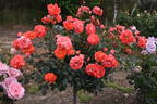 Matangi ® rose photo