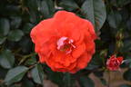 Matangi ® rose photo
