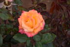 Red Gold rose photo