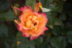 Red Gold rose photo
