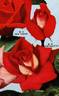 Westminster rose photo