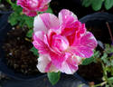 Pink Intuition rose photo