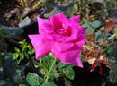 Purple Beauty rose photo