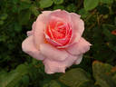 Queen Nefertiti rose photo
