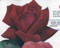 Hilda Heinemann rose photo