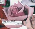 Carina rose photo