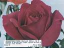 Champs-Elysées ® rose photo