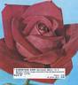 Christian Dior rose photo