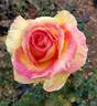Pacific Celebration rose photo