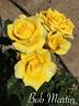 Bob Martin rose photo