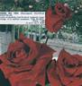 Ena Harkness, Cl. rose photo