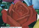 Maryse Kriloff rose photo