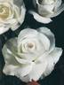 Grand Nord ® rose photo