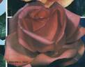 Dolce Vita ® rose photo