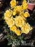 Bob Martin rose photo