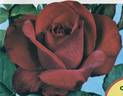 Pharaon rose photo