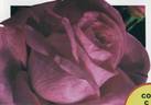 Agéna ® rose photo