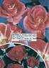 Matangi ® rose photo