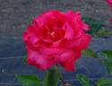 Sandringham Centenary rose photo