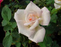 Sheer Bliss rose photo