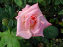 Sheer Elegance ™ rose photo