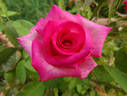 Signature ® rose photo