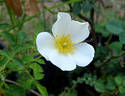 Starry Night ™ rose photo