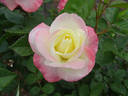 Summer Fashion rose photo