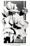 Lyon rose photo