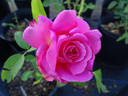 Susan Hampshire rose photo