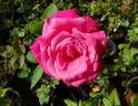 Swarthmore rose photo